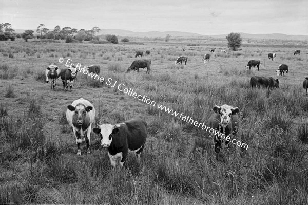 COWS IN FIELD